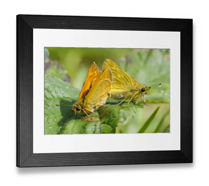 Framed Print : Large Skipper (Ochlodes venatus) adult pair, mating on bramble leaf, Ivinghoe Beacon, Chiltern Hills, Buckinghamshire Framed Print : Large Skipper (Ochlodes venatus) adult pair, mating on bramble leaf, Ivinghoe Beacon, Chiltern Hills, Buckinghamshire