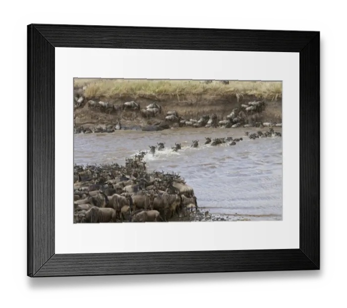 Framed Print : White-bearded Wildebeest (Connochaetus taurinus mearnsi) herd, crossing river on migration, Mara River, Masai Mara Framed Print : White-bearded Wildebeest (Connochaetus taurinus mearnsi) herd, crossing river on migration, Mara River, Masai Mara