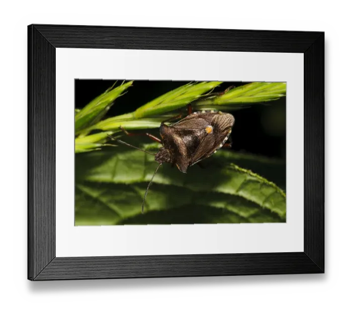 Framed Print : Forest Bug (Pentatoma rufipes) adult, clinging to grass seedhead, Wicken Fen, Cambridgeshire, England, July Framed Print : Forest Bug (Pentatoma rufipes) adult, clinging to grass seedhead, Wicken Fen, Cambridgeshire, England, July