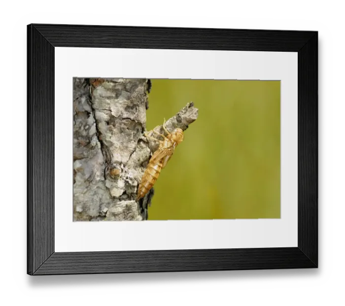 Framed Print : Common Hawker (Aeshna juncea) exuvium, shedded nymphal skin, Italian Alps, Italy, july Framed Print : Common Hawker (Aeshna juncea) exuvium, shedded nymphal skin, Italian Alps, Italy, july
