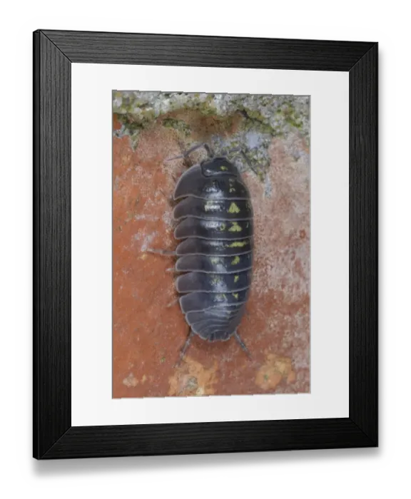 Framed Print : Southern Pill Woodlouse (Armadillidium depressum) adult, on old garden wall, South Wales, May Framed Print : Southern Pill Woodlouse (Armadillidium depressum) adult, on old garden wall, South Wales, May