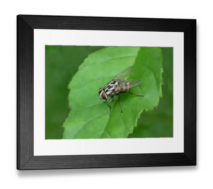 Framed Print : Muscid Fly (Graphomya maculata) adult, resting on leaf, Italy, july Framed Print : Muscid Fly (Graphomya maculata) adult, resting on leaf, Italy, july