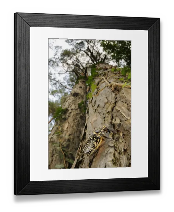 Framed Print : Pine Chafer (Polyphylla fullo) adult male, climbing on pine trunk, Italy, july Framed Print : Pine Chafer (Polyphylla fullo) adult male, climbing on pine trunk, Italy, july