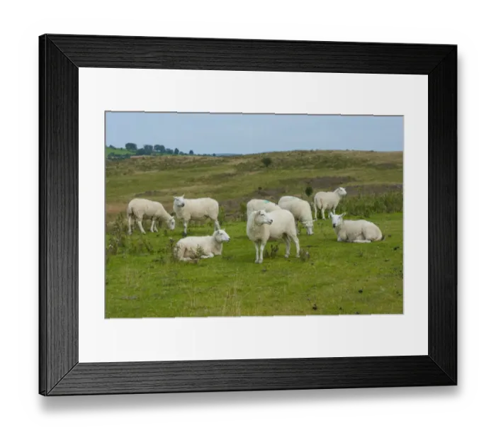 Framed Print : Domestic Sheep, Welsh Mountain ewes, flock, resting and grazing on pasture, Penybont, Powys, Wales, August Framed Print : Domestic Sheep, Welsh Mountain ewes, flock, resting and grazing on pasture, Penybont, Powys, Wales, August