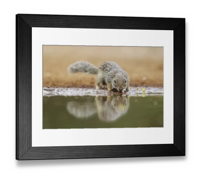 Framed Print : Mexican Ground Squirrel (Ictidomys mexicanus) adult, drinking at pool, South Texas, U. S. A. april