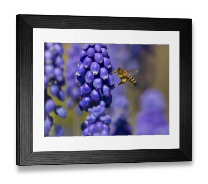 Framed Print : Western Honey Bee (Apis mellifera) adult female worker, in flight, with pollen basket on leg Framed Print : Western Honey Bee (Apis mellifera) adult female worker, in flight, with pollen basket on leg