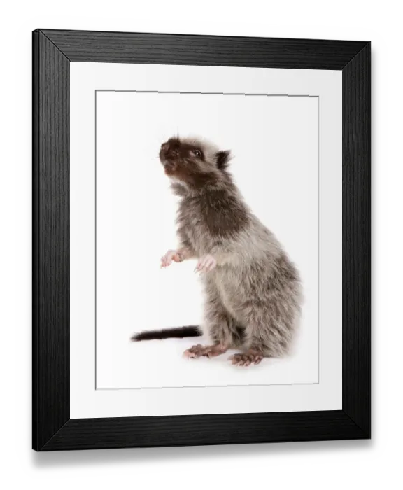 Framed Print : Northern Luzon Giant Cloud Rat (Phloeomys pallidus) juvenile, standing on hind legs