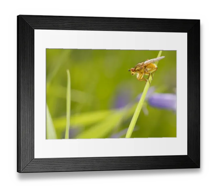 Framed Print : Yellow Dungfly (Scathophaga stercoraria) adult, resting on grass, Powys, Wales, June Framed Print : Yellow Dungfly (Scathophaga stercoraria) adult, resting on grass, Powys, Wales, June