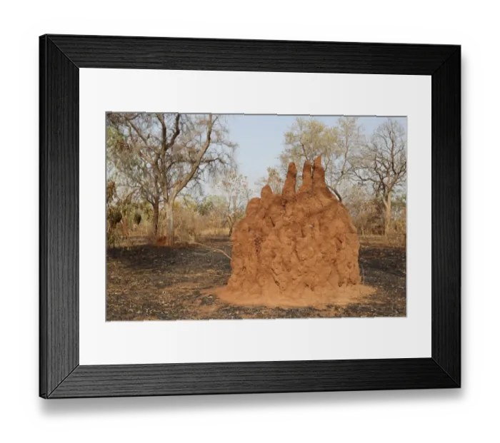 Framed Print : Termite (Termitoidae sp. ) mound, in open woodland habitat, Gambia, march Framed Print : Termite (Termitoidae sp. ) mound, in open woodland habitat, Gambia, march
