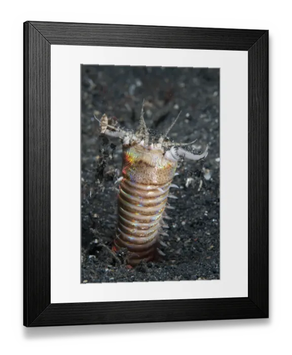 Framed Print : Bobbit Worm (Eunice aphroditois) adult, with jaws open outside of hole at night, Lembeh Straits, Sulawesi Framed Print : Bobbit Worm (Eunice aphroditois) adult, with jaws open outside of hole at night, Lembeh Straits, Sulawesi