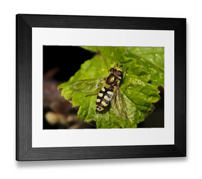 Framed Print : Common Hoverfly (Eupeodes corollae) adult, resting on leaf, Hadleigh Country Park, Essex, England, July Framed Print : Common Hoverfly (Eupeodes corollae) adult, resting on leaf, Hadleigh Country Park, Essex, England, July