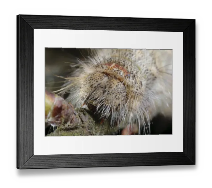 Framed Print : December Moth (Poecilocampa populi) final instar larva, close-up of head, Powys, Wales, May Framed Print : December Moth (Poecilocampa populi) final instar larva, close-up of head, Powys, Wales, May
