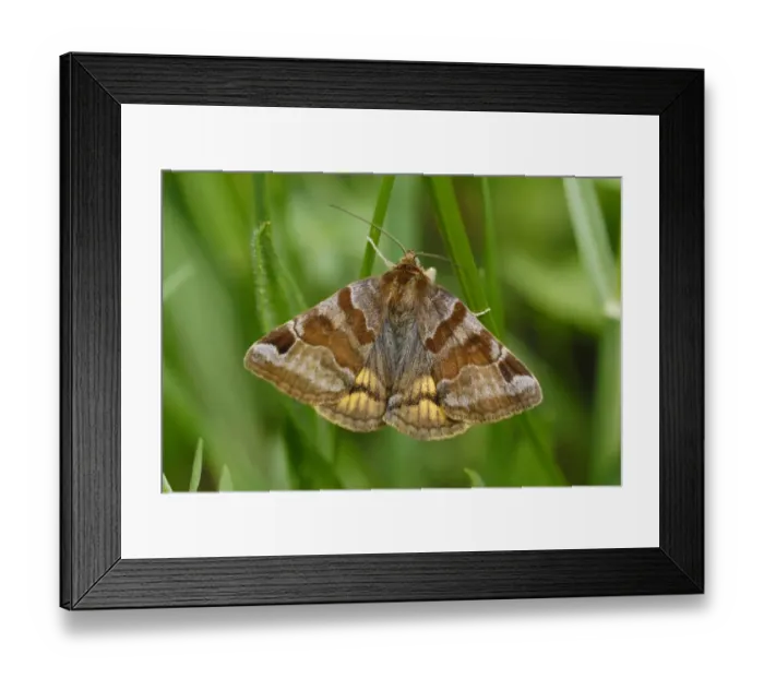 Framed Print : Burnet Companion Moth (Euclidia glyphica) adult, resting on grass in mountain meadow, Valle de Hecho, Pyrenees, Spain Framed Print : Burnet Companion Moth (Euclidia glyphica) adult, resting on grass in mountain meadow, Valle de Hecho, Pyrenees, Spain