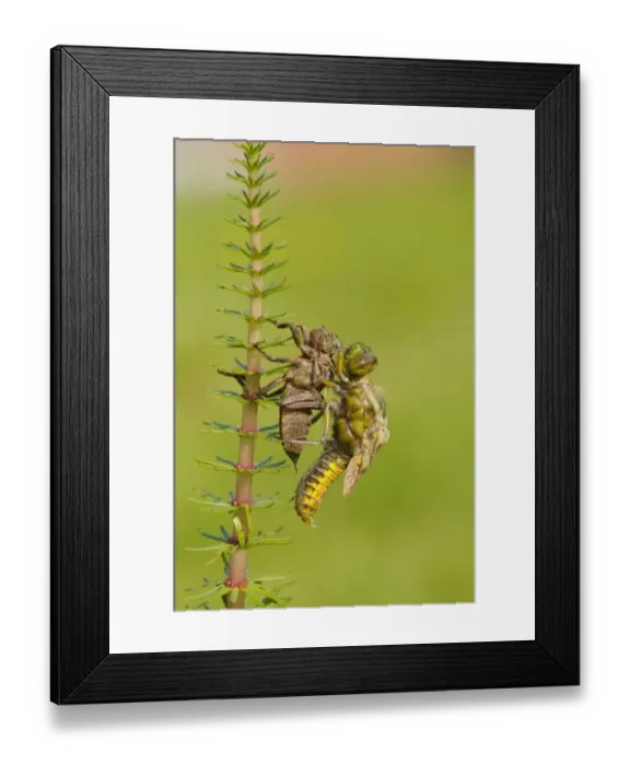 Framed Print : Broad-bodied Chaser (Libellula depressa) adult, emerging from larval skin, expanding wings, Oxfordshire, England, May Framed Print : Broad-bodied Chaser (Libellula depressa) adult, emerging from larval skin, expanding wings, Oxfordshire, England, May