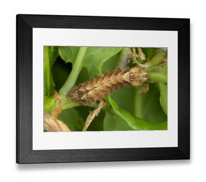 Framed Print : Purple Hairstreak (Quercusia quercus) caterpillar, on Common Oak (Quercus robur) shoot in ancient woodland Framed Print : Purple Hairstreak (Quercusia quercus) caterpillar, on Common Oak (Quercus robur) shoot in ancient woodland