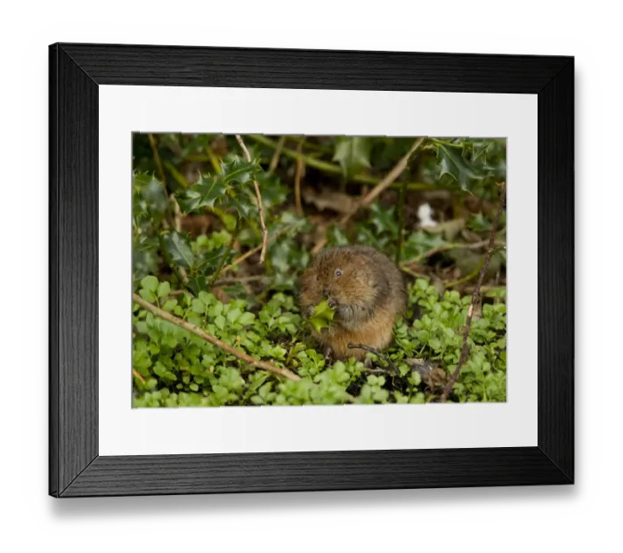 Framed Print : Water Vole (Arvicola terrestris) adult, feeding on holly leaf, Derbyshire, England, March