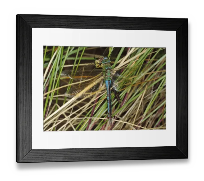 Framed Print : Emperor Dragonfly (Anax imperator) adult male, feeding on another of same species, on coastal sand dune Framed Print : Emperor Dragonfly (Anax imperator) adult male, feeding on another of same species, on coastal sand dune