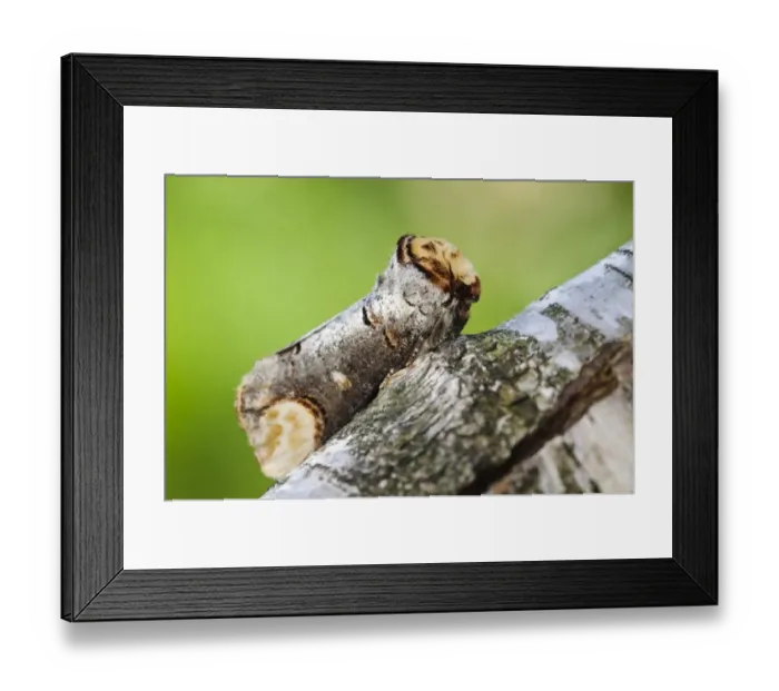 Framed Print : Buff-tip (Phalera bucephala) adult, resting on birch branch, emulating broken twig Framed Print : Buff-tip (Phalera bucephala) adult, resting on birch branch, emulating broken twig