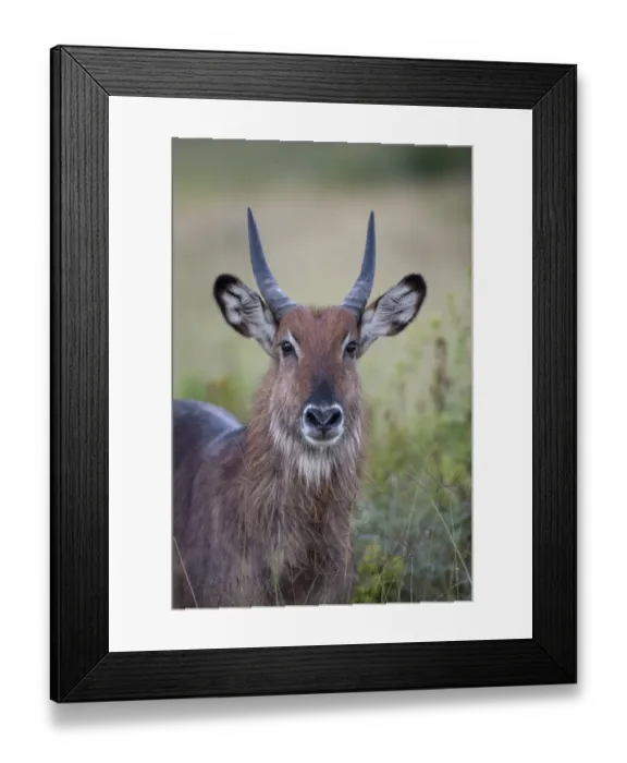 Framed Print : Defassa Waterbuck (Kobus ellipsiprymnus defassa) immature male, close-up of head, Lake Nakuru N. P Framed Print : Defassa Waterbuck (Kobus ellipsiprymnus defassa) immature male, close-up of head, Lake Nakuru N. P