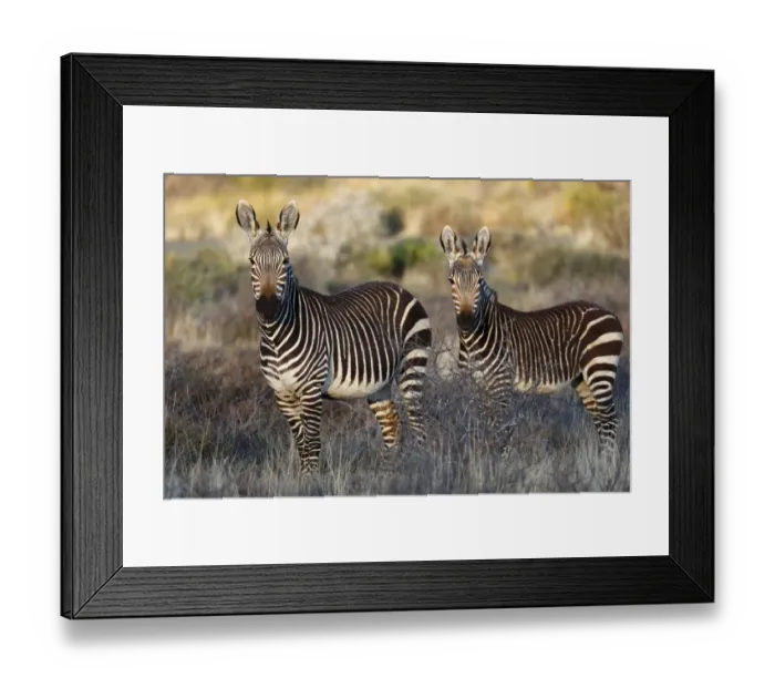 Framed Print : Cape Mountain Zebra (Equus zebra zebra) adult female with foal, standing in grassland, Karoo N. P Framed Print : Cape Mountain Zebra (Equus zebra zebra) adult female with foal, standing in grassland, Karoo N. P