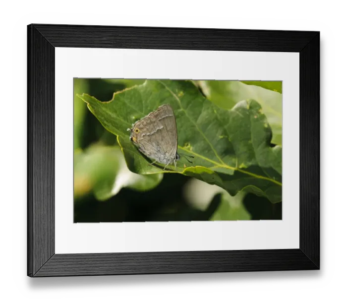 Framed Print : Purple Hairstreak (Quercusia quercus) adult, feeding on honeydew from Oak (Quercus sp. ) leaf, Southwater Woods Framed Print : Purple Hairstreak (Quercusia quercus) adult, feeding on honeydew from Oak (Quercus sp. ) leaf, Southwater Woods