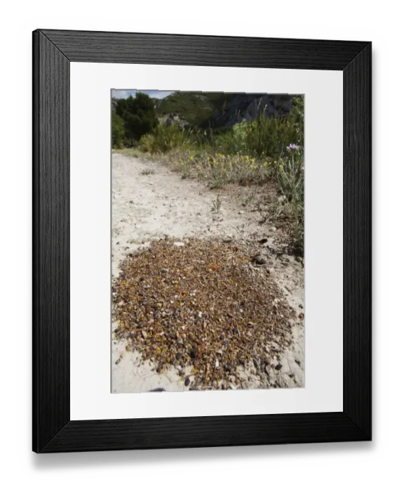Framed Print : Harvester Ant (Messor bouvieri) spoil heap of seed husks and other rubbish outside nest entrance, Chaine des Alpilles Framed Print : Harvester Ant (Messor bouvieri) spoil heap of seed husks and other rubbish outside nest entrance, Chaine des Alpilles