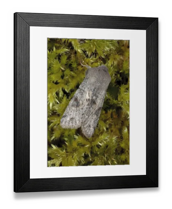 Framed Print : Clouded Drab (Orthosia incerta) adult, resting on moss, Powys, Wales, April
