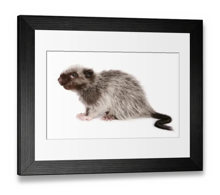 Framed Print : Northern Luzon Giant Cloud Rat (Phloeomys pallidus) juvenile, sitting