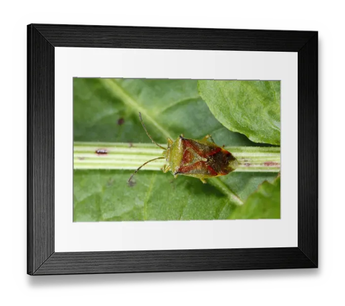 Framed Print : Birch Shieldbug (Elasmostethus interstinctus) adult, resting on stem, Powys, Wales, May Framed Print : Birch Shieldbug (Elasmostethus interstinctus) adult, resting on stem, Powys, Wales, May