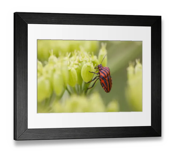 Framed Print : Red-and-black Striped Shieldbug (Graphosoma italicum) adult, on umbellifer seedhead, Causse de Gramat, Massif Central