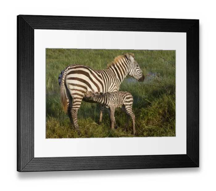 Framed Print : Common Zebra (Equus quagga) adult female with newborn foal, suckling in wetland, Lake Nakuru N. P Framed Print : Common Zebra (Equus quagga) adult female with newborn foal, suckling in wetland, Lake Nakuru N. P