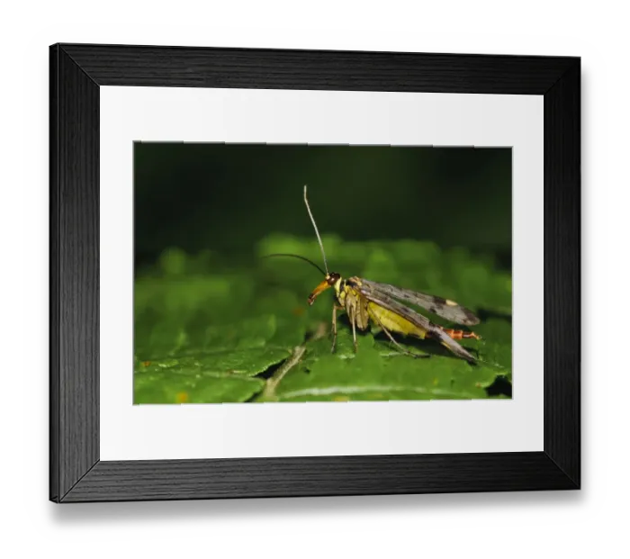 Framed Print : Common Scorpionfly (Panorpa communis) adult female, resting on bracken frond, Southwater Woods, West Sussex, England Framed Print : Common Scorpionfly (Panorpa communis) adult female, resting on bracken frond, Southwater Woods, West Sussex, England