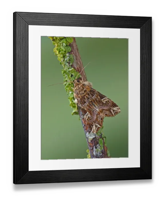 Framed Print : Latin Moth (Callopistria juventina) adult, resting on lichen covered twig, Italy, july Framed Print : Latin Moth (Callopistria juventina) adult, resting on lichen covered twig, Italy, july