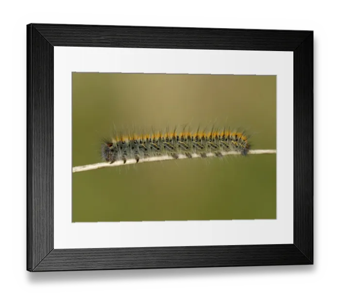 Framed Print : Grass Eggar (Lasiocampa trifolii) caterpillar, on marram grass stalk in sand dunes, Pembrey Country Park, Llanelli