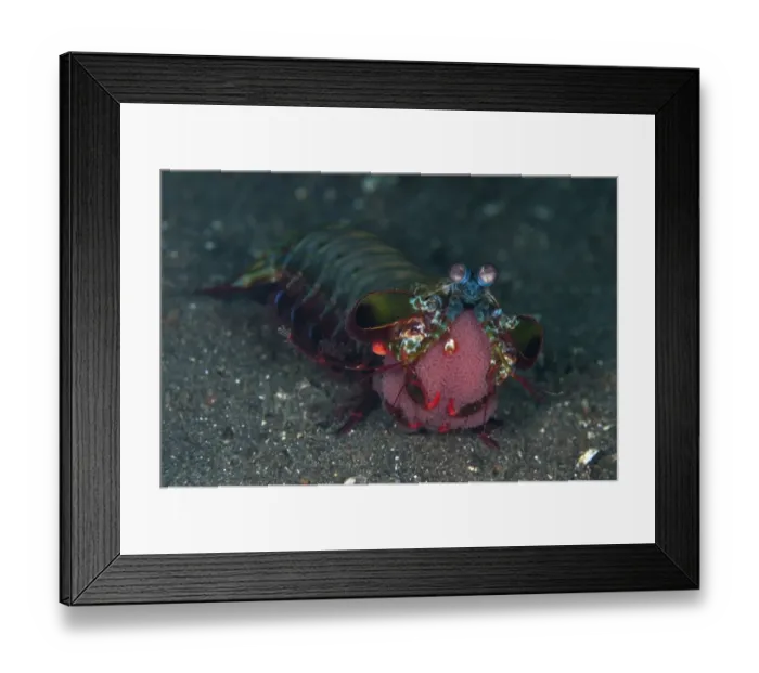 Framed Print : Smashing Mantis Shrimp (Odontodactylus scyllarus) adult, holding egg clutch, Lembeh Straits, Sulawesi, Sunda Islands Framed Print : Smashing Mantis Shrimp (Odontodactylus scyllarus) adult, holding egg clutch, Lembeh Straits, Sulawesi, Sunda Islands