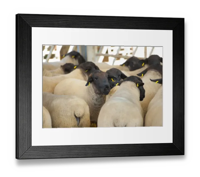 Framed Print : Domestic Sheep, Suffolk rams, flock standing inside straw yard, Bride, Isle of Man, August Framed Print : Domestic Sheep, Suffolk rams, flock standing inside straw yard, Bride, Isle of Man, August