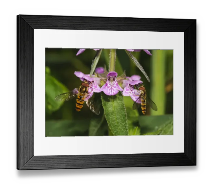 Framed Print : Marmalade Hoverfly (Episyrphus balteatus) two adults, feeding on Marsh Woundwort (Stachys palustris) flowers Framed Print : Marmalade Hoverfly (Episyrphus balteatus) two adults, feeding on Marsh Woundwort (Stachys palustris) flowers