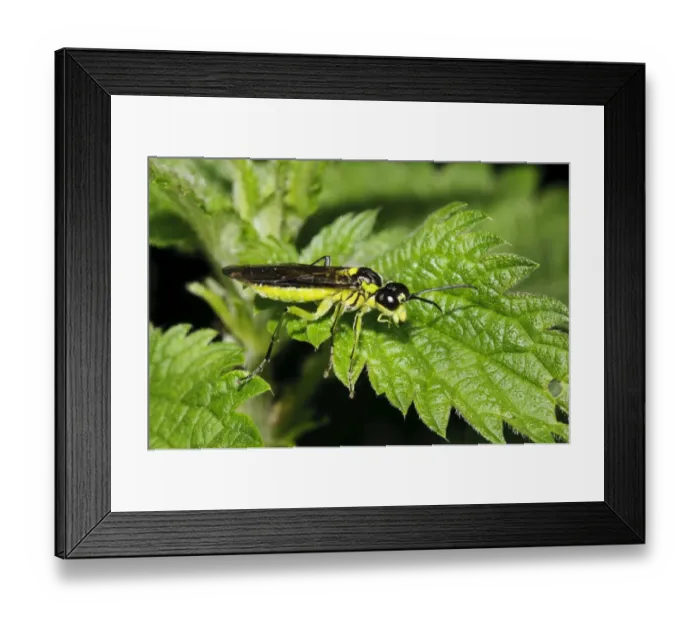 Framed Print : Sawfly (Rhogogaster picta) adult, resting on Stinging Nettle (Urtica dioica) leaf, Priory Water Nature Reserve Framed Print : Sawfly (Rhogogaster picta) adult, resting on Stinging Nettle (Urtica dioica) leaf, Priory Water Nature Reserve