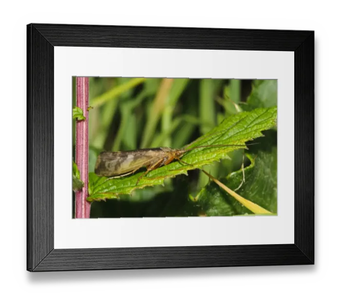 Framed Print : Cinnamon Sedge Caddisfly (Limnephilus lunatus) adult, resting on leaf, Priory Water Nature Reserve, Leicestershire Framed Print : Cinnamon Sedge Caddisfly (Limnephilus lunatus) adult, resting on leaf, Priory Water Nature Reserve, Leicestershire
