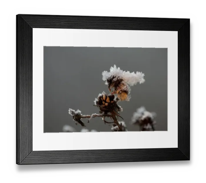 Framed Print : Bumblebee (Apidae sp. ) dead adult, covered with frost ice crystals, frozen on dead flowerhead, Sheffield Framed Print : Bumblebee (Apidae sp. ) dead adult, covered with frost ice crystals, frozen on dead flowerhead, Sheffield