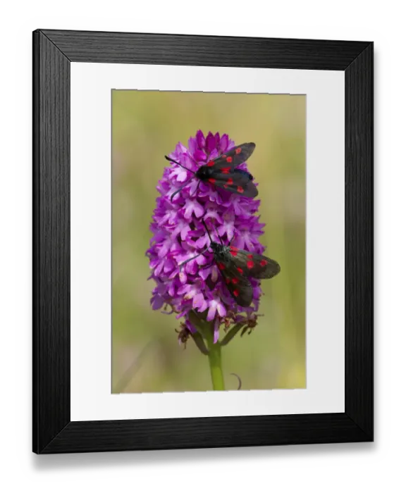 Framed Print : Five-spot Burnet Moth (Zygaena trifolii) two adults, resting on Pyramidal Orchid (Anacamptis pyramidalis) flowerspike Framed Print : Five-spot Burnet Moth (Zygaena trifolii) two adults, resting on Pyramidal Orchid (Anacamptis pyramidalis) flowerspike