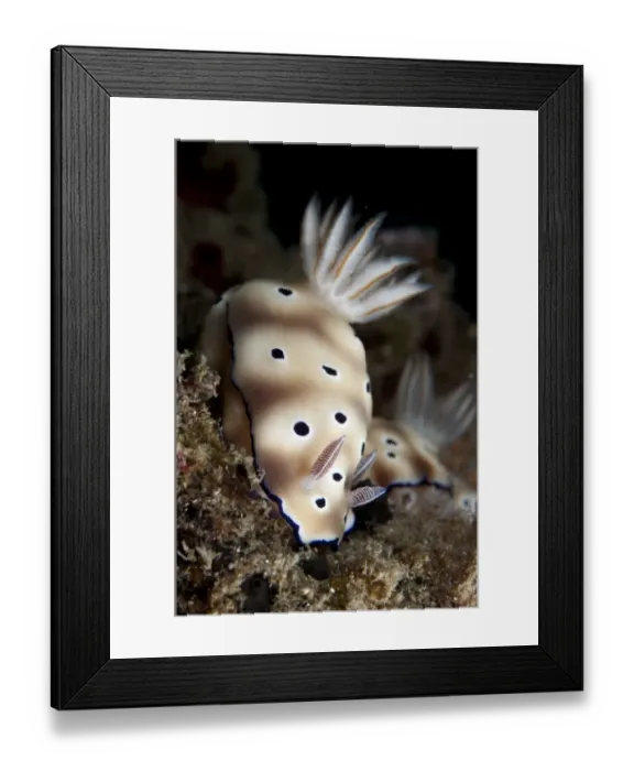 Framed Print : Kunes Chromodoris Seaslug (Chromodoris kunei) adult pair, Lembeh Straits, Sulawesi, Sunda Islands, Indonesia