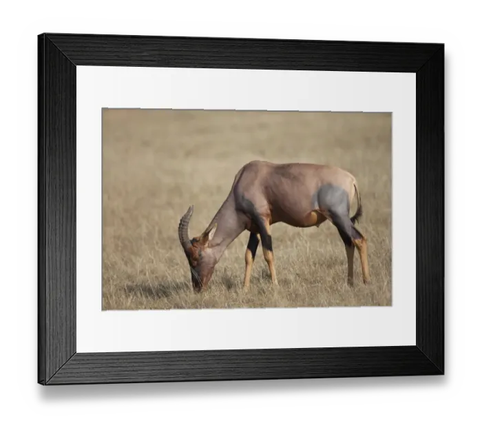 Framed Print : Topi (Damaliscus lunatus jimela) adult male, feeding on grass in savannah, Masai Mara, Kenya, August Framed Print : Topi (Damaliscus lunatus jimela) adult male, feeding on grass in savannah, Masai Mara, Kenya, August