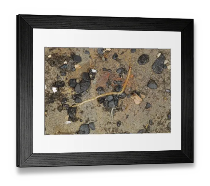 Framed Print : Centipede (Hydroschendyla submarina) adult, under boulder, Kimmeridge, Isle of Purbeck, Dorset, England, October Framed Print : Centipede (Hydroschendyla submarina) adult, under boulder, Kimmeridge, Isle of Purbeck, Dorset, England, October