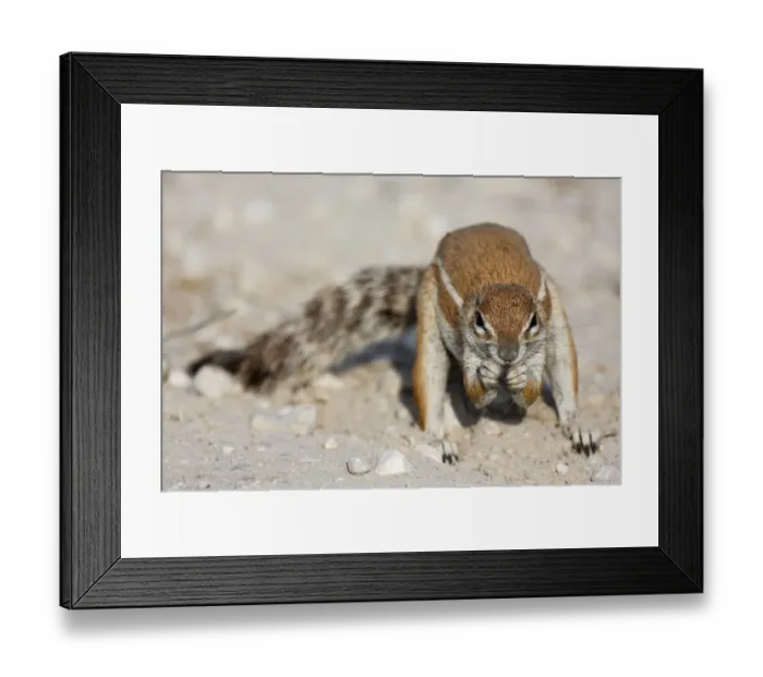 Framed Print : Cape Ground Squirrel (Xerus inauris) adult male, feeding, Kgalagadi Transfrontier Park, Kalahari Gemsbok N. P Framed Print : Cape Ground Squirrel (Xerus inauris) adult male, feeding, Kgalagadi Transfrontier Park, Kalahari Gemsbok N. P