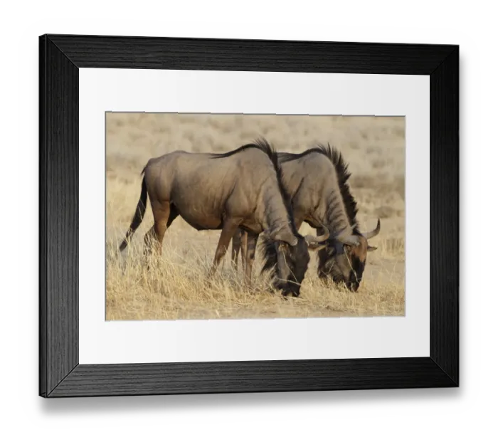 Framed Print : Blue Wildebeest (Connochaetus taurinus) two adults, feeding, grazing on dry grass, Kgalagadi Transfrontier Park Framed Print : Blue Wildebeest (Connochaetus taurinus) two adults, feeding, grazing on dry grass, Kgalagadi Transfrontier Park