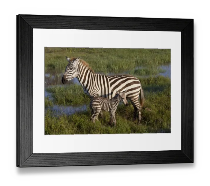 Framed Print : Common Zebra (Equus quagga) adult female with newborn foal, standing in wetland, Lake Nakuru N. P Framed Print : Common Zebra (Equus quagga) adult female with newborn foal, standing in wetland, Lake Nakuru N. P