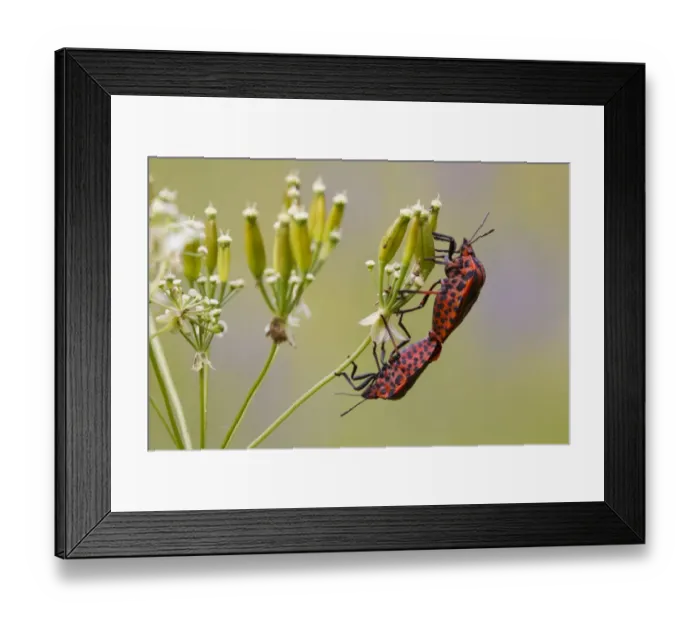 Framed Print : Red-and-black Striped Shieldbug (Graphosoma italicum) adult pair, mating on umbellifer seedhead, Causse de Gramat