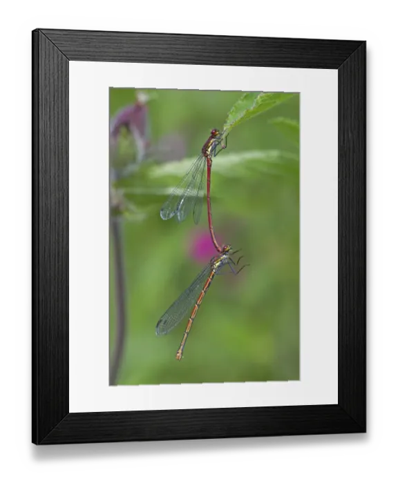 Framed Print : Large Red Damselfly (Pyrrhosoma nymphula) adult pair, male holding female with abdomen prior to mating Framed Print : Large Red Damselfly (Pyrrhosoma nymphula) adult pair, male holding female with abdomen prior to mating