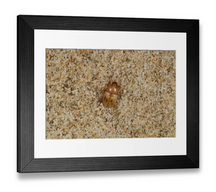 Framed Print : Darkling Beetle (Phaleria cadaverina) adult, under strandline debris on beach, Gower Peninsula, Glamorgan, Wales Framed Print : Darkling Beetle (Phaleria cadaverina) adult, under strandline debris on beach, Gower Peninsula, Glamorgan, Wales
